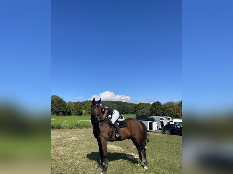 Niemiecki koń sportowy Wałach 16 lat 167 cm Gniada in Heddesheim