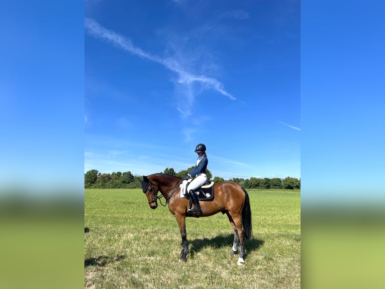 Niemiecki koń sportowy Wałach 16 lat 167 cm Gniada in Heddesheim