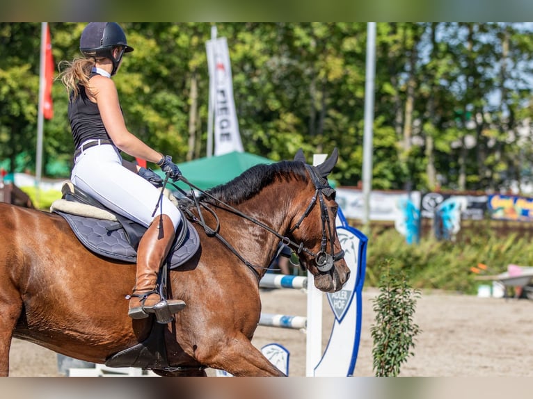 Niemiecki koń sportowy Wałach 16 lat 167 cm Gniada in Heddesheim