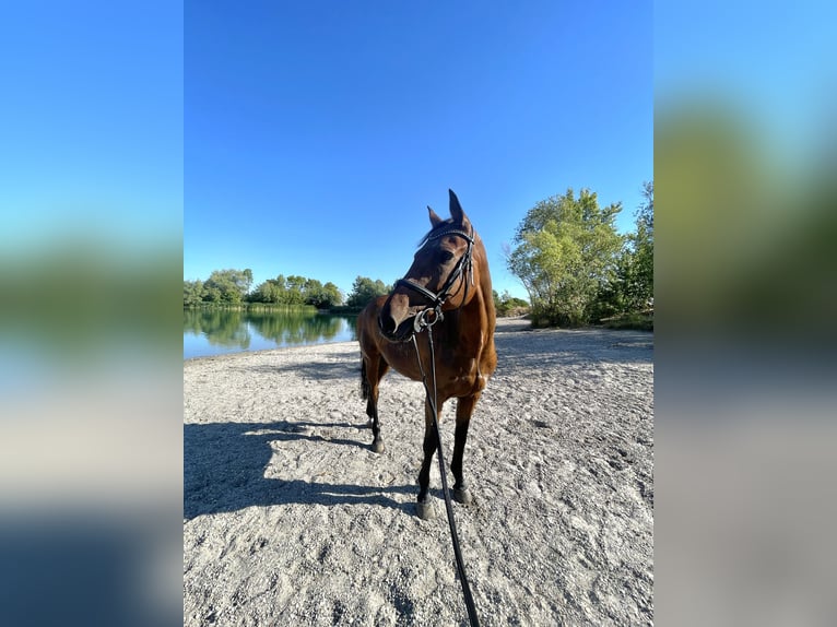 Niemiecki koń sportowy Wałach 16 lat 167 cm Gniada in Heddesheim