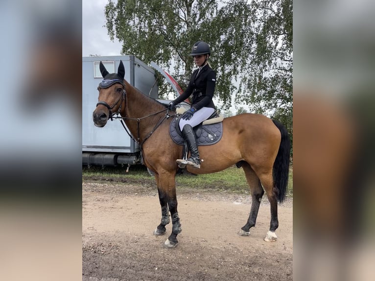 Niemiecki koń sportowy Wałach 16 lat 167 cm Gniada in Heddesheim