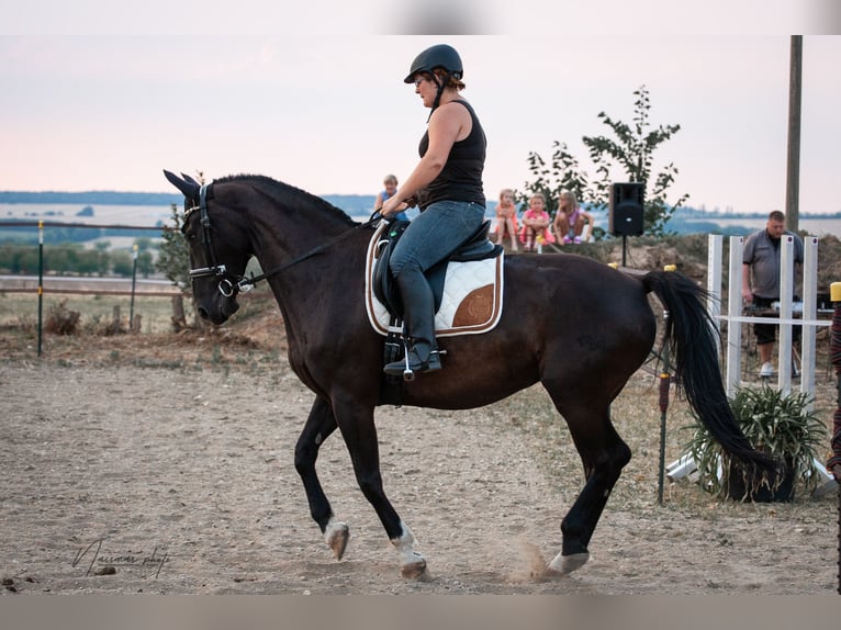 Niemiecki koń sportowy Wałach 16 lat 167 cm Kara in Weißenfels