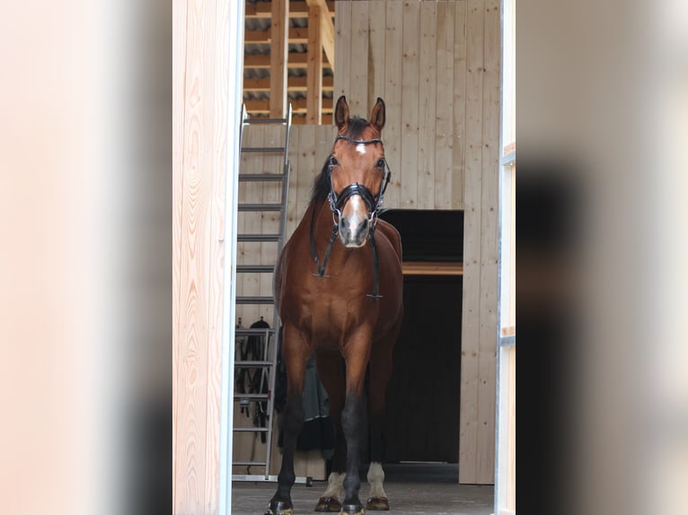 Niemiecki koń sportowy Wałach 16 lat 173 cm Formy Brown Falb in Sehmatal