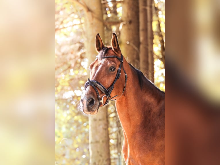 Niemiecki koń sportowy Wałach 16 lat 173 cm Formy Brown Falb in Sehmatal