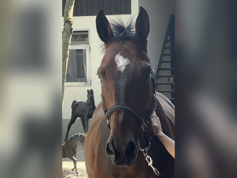 Niemiecki koń sportowy Wałach 18 lat 167 cm Gniada in Wiesendangen