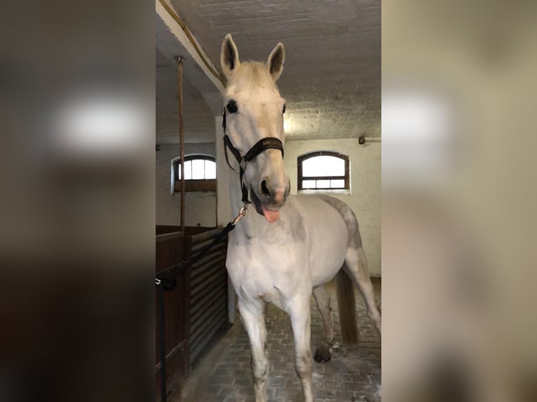 Niemiecki koń sportowy Wałach 19 lat 182 cm Siwa in Dettum