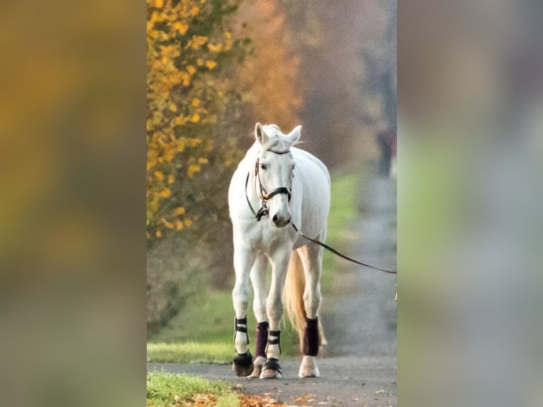 Niemiecki koń sportowy Wałach 19 lat 182 cm Siwa in Dettum