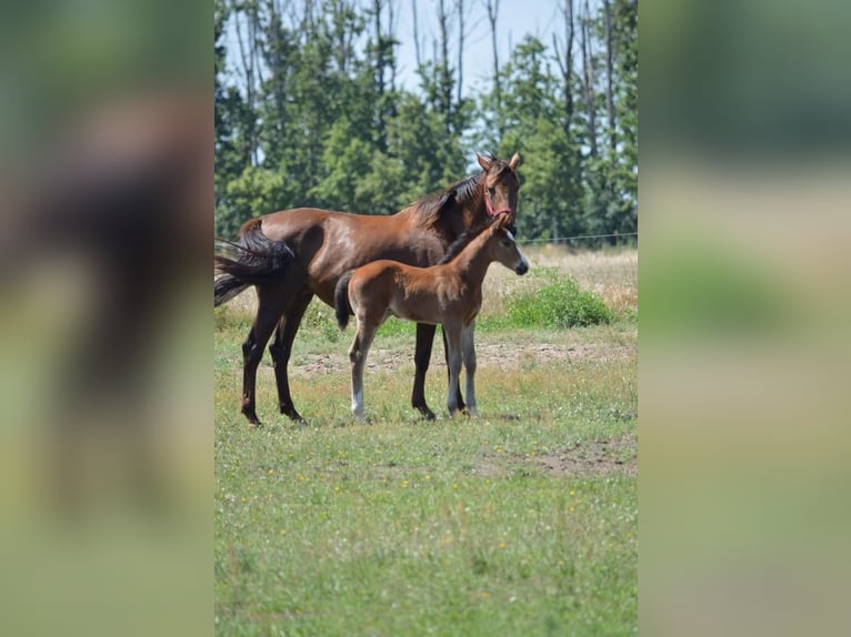 Niemiecki koń sportowy Wałach 1 Rok Gniada in Rhinow