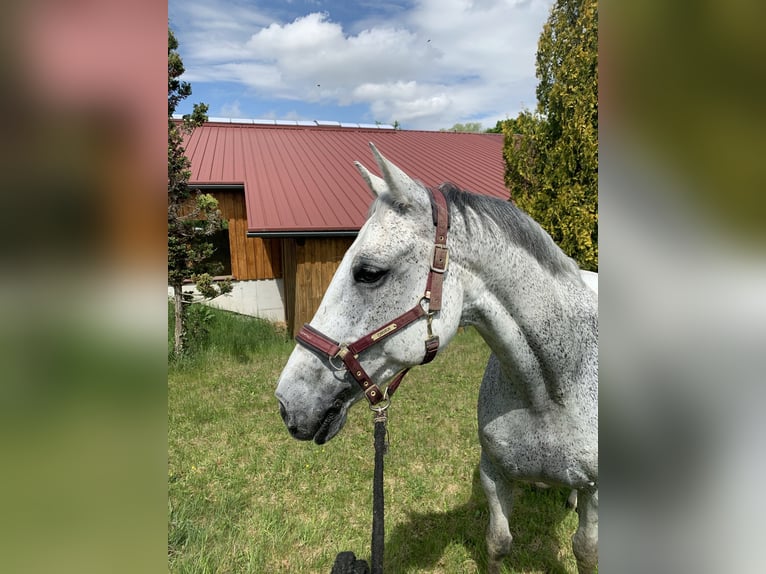 Niemiecki koń sportowy Wałach 20 lat 168 cm Siwa w hreczce in Inning am Ammersee