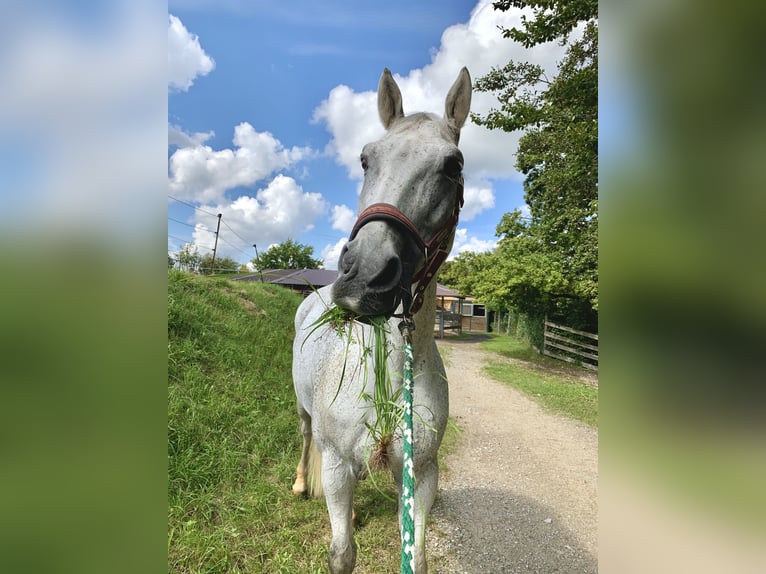 Niemiecki koń sportowy Wałach 20 lat 168 cm Siwa w hreczce in Inning am Ammersee