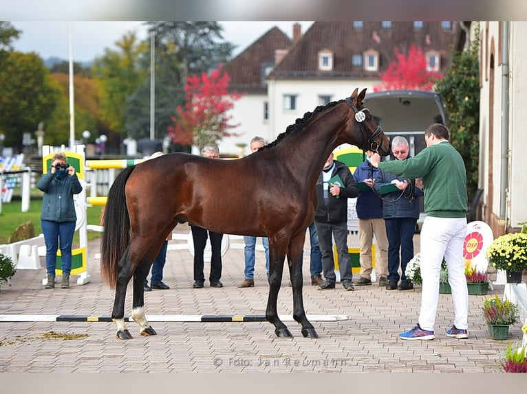 Niemiecki koń sportowy Wałach 2 lat 167 cm Ciemnogniada in Standenbühl