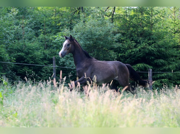 Niemiecki koń sportowy Wałach 2 lat Siwa in Radevormwald