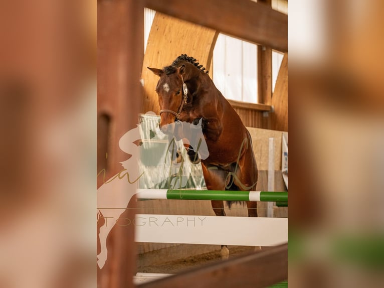 Niemiecki koń sportowy Wałach 3 lat 160 cm Gniada in Septfontaines