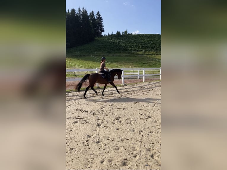 Niemiecki koń sportowy Wałach 3 lat 163 cm Gniada in Sigmarszell