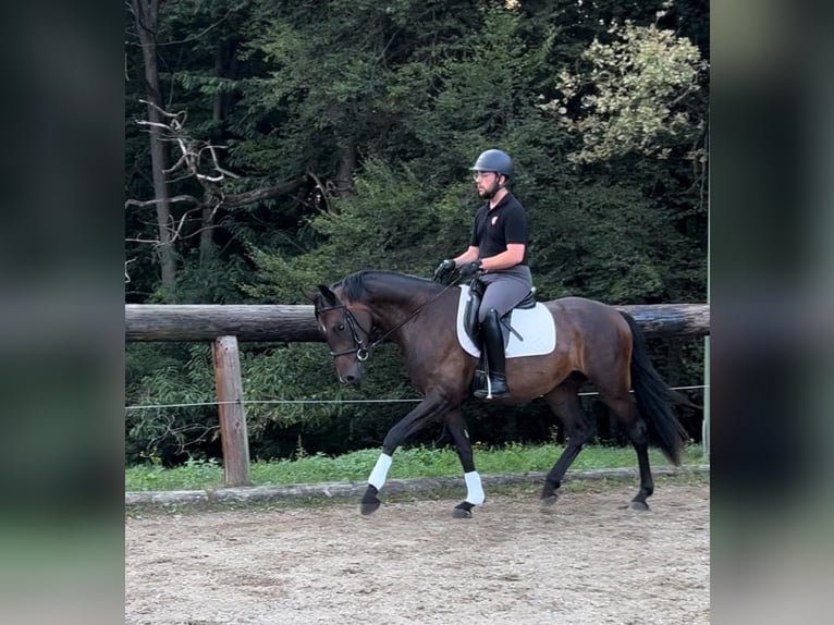 Niemiecki koń sportowy Wałach 3 lat 165 cm Ciemnogniada in Hitzendorf