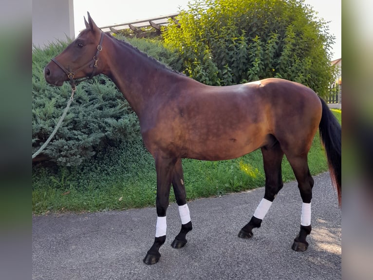 Niemiecki koń sportowy Wałach 3 lat 165 cm Ciemnogniada in Hitzendorf