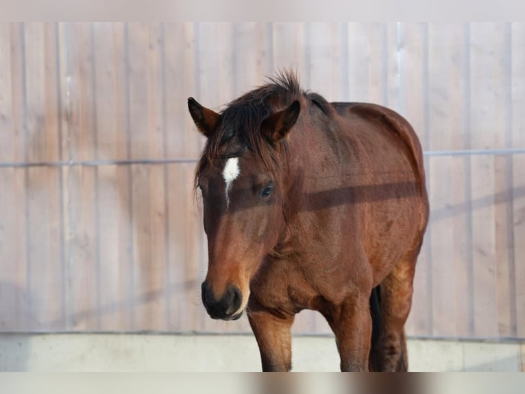 Niemiecki koń sportowy Wałach 3 lat 166 cm Gniada in Hofstetten