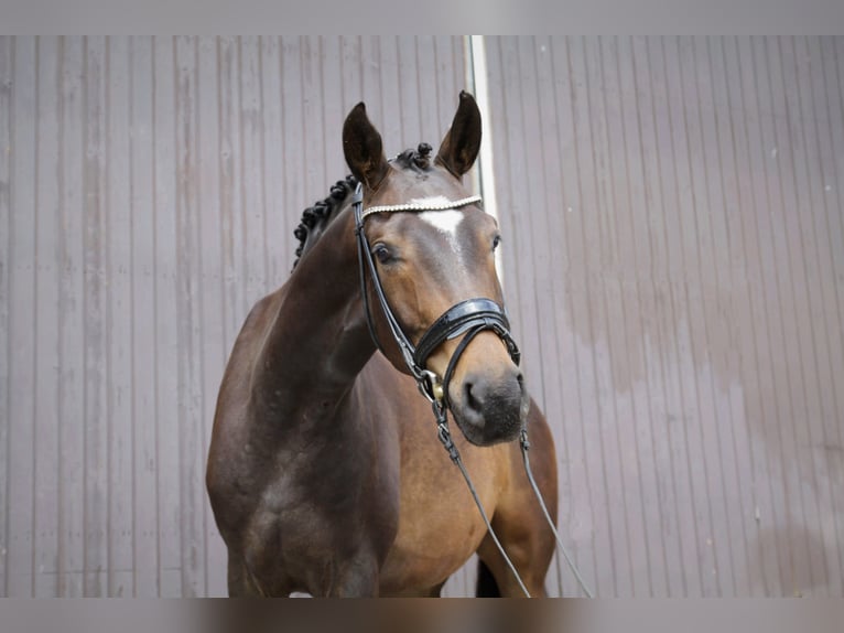 Niemiecki koń sportowy Wałach 3 lat 167 cm Ciemnogniada in Mömbris