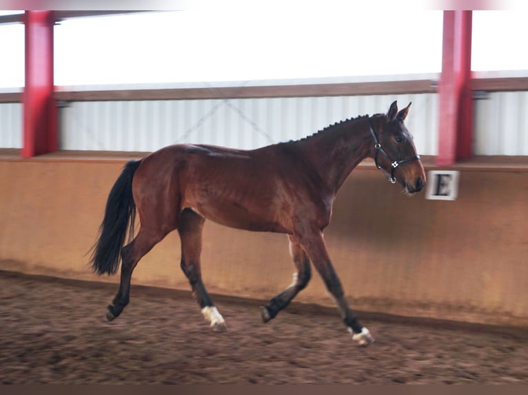 Niemiecki koń sportowy Wałach 3 lat 168 cm Gniada in Neuenhofe