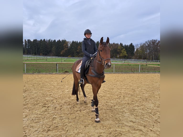 Niemiecki koń sportowy Wałach 3 lat 168 cm Gniada in Vöhringen