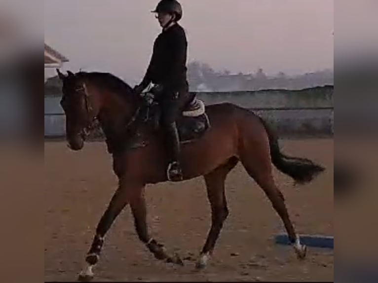 Niemiecki koń sportowy Wałach 3 lat 168 cm Gniada in Vöhringen