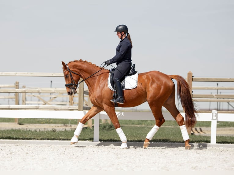 Niemiecki koń sportowy Wałach 3 lat 170 cm Kasztanowata in Hawangen