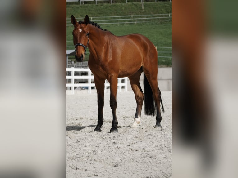 Niemiecki koń sportowy Wałach 3 lat 172 cm Gniada in Nettersheim