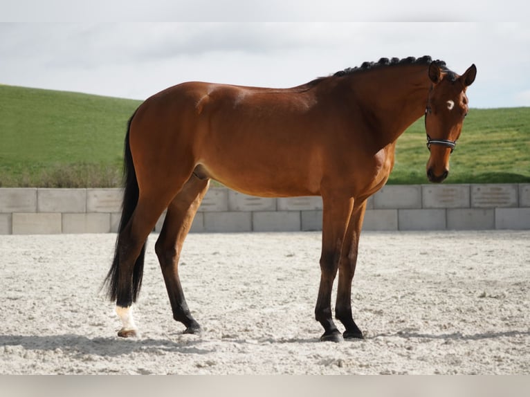 Niemiecki koń sportowy Wałach 3 lat 172 cm Gniada in Nettersheim