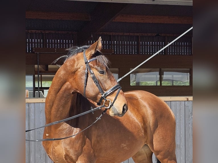 Niemiecki koń sportowy Wałach 3 lat 176 cm Gniada in Neupotz