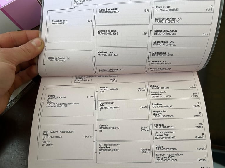 Niemiecki koń sportowy Wałach 4 lat 162 cm Siwa jabłkowita in Passail