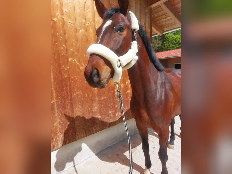 Niemiecki koń sportowy Wałach 4 lat 163 cm Gniada in Rosenheim
