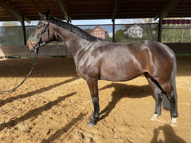 Niemiecki koń sportowy Wałach 4 lat 165 cm Kara in Stöttwang