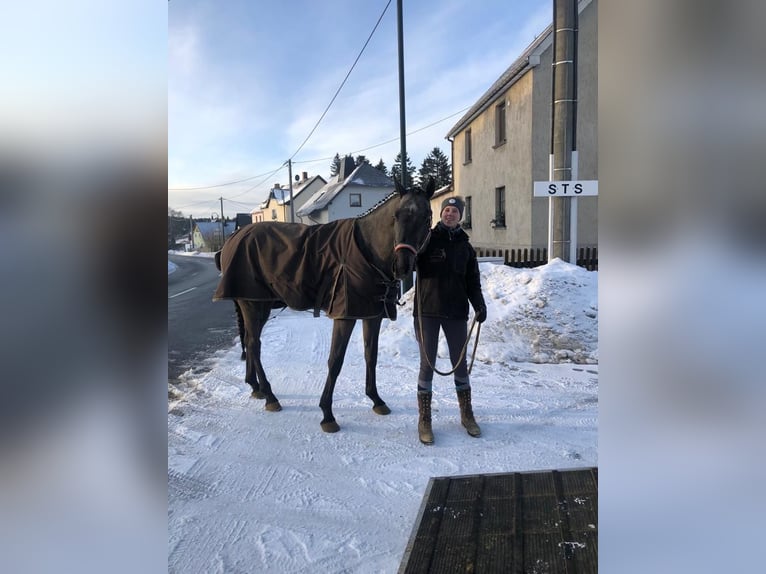 Niemiecki koń sportowy Wałach 4 lat 165 cm Karosiwa in Grünbach