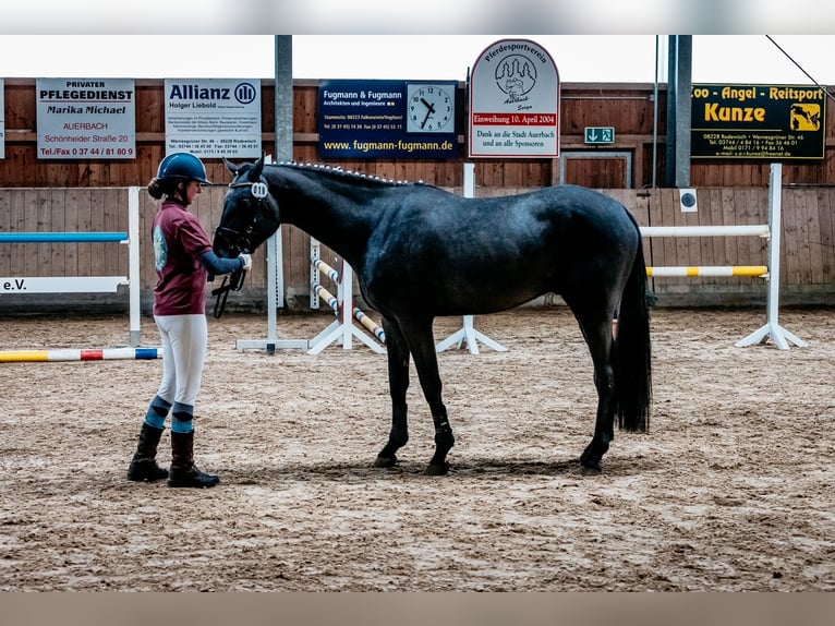 Niemiecki koń sportowy Wałach 4 lat 165 cm Karosiwa in Grünbach
