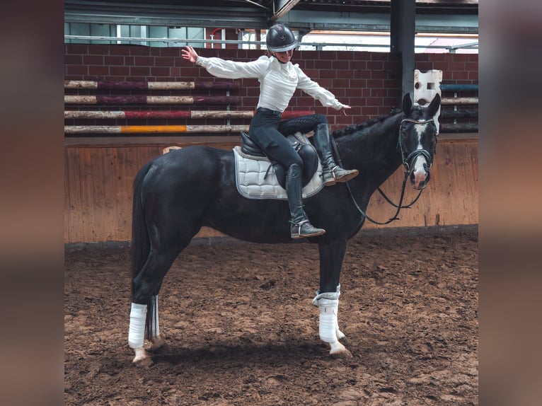 Niemiecki koń sportowy Wałach 4 lat 165 cm in Dorsten