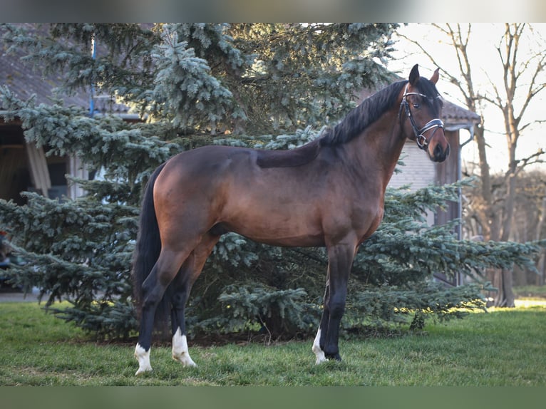 Niemiecki koń sportowy Wałach 4 lat 166 cm Gniada in Schwäbisch Hall