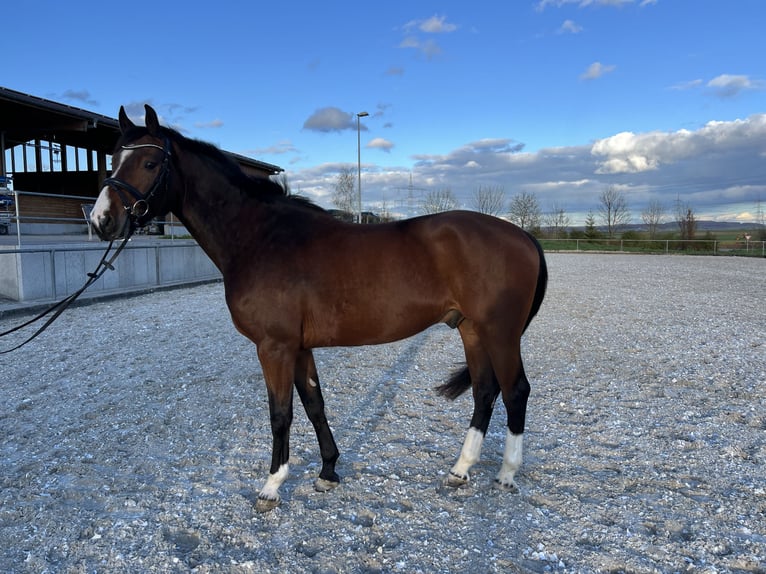 Niemiecki koń sportowy Wałach 4 lat 167 cm Gniada in Leingarten
