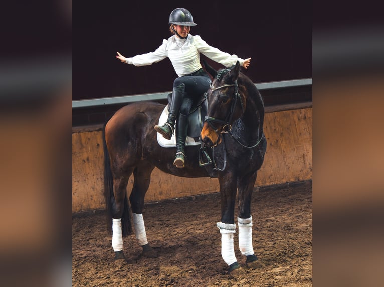 Niemiecki koń sportowy Wałach 4 lat 167 cm in Dorsten