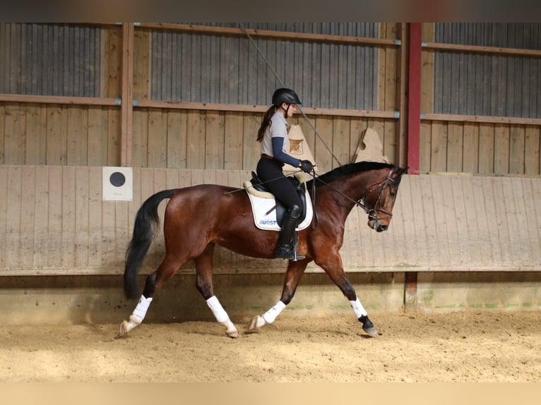 Niemiecki koń sportowy Wałach 4 lat 168 cm Gniada in Mainhardt