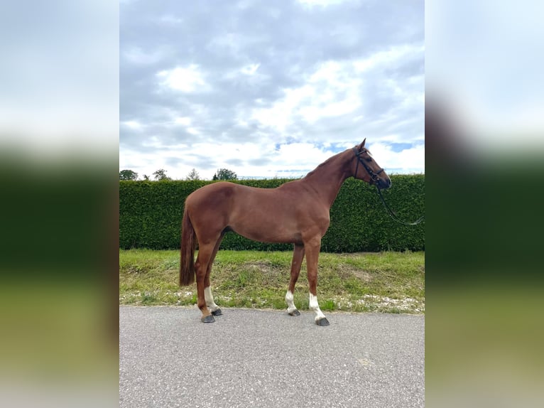 Niemiecki koń sportowy Wałach 4 lat 168 cm Kasztanowata in Gerstetten