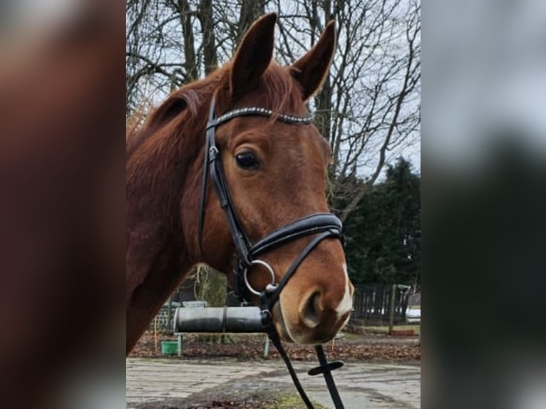Niemiecki koń sportowy Wałach 4 lat 168 cm Kasztanowata in Zeulenroda Triebes