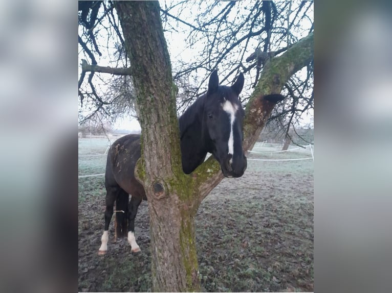Niemiecki koń sportowy Wałach 4 lat 169 cm Ciemnogniada in Sinzheim