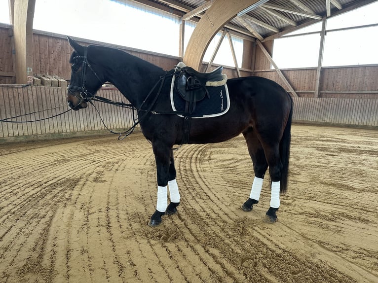 Niemiecki koń sportowy Wałach 4 lat 172 cm Ciemnogniada in WeberstedtBad Langensalza