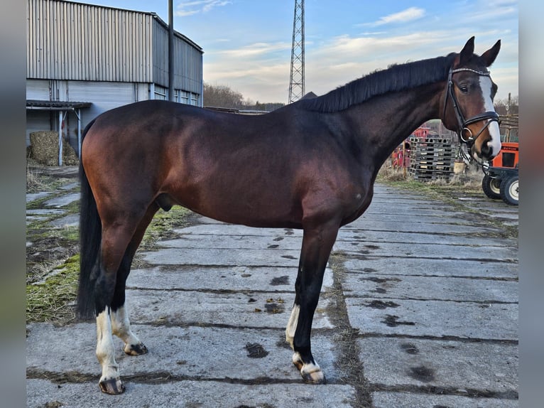 Niemiecki koń sportowy Wałach 4 lat 173 cm Gniada in Zeulenroda Triebes