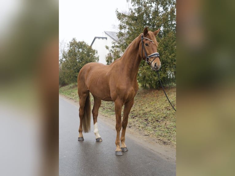 Niemiecki koń sportowy Wałach 4 lat 174 cm Kasztanowata in Phöben