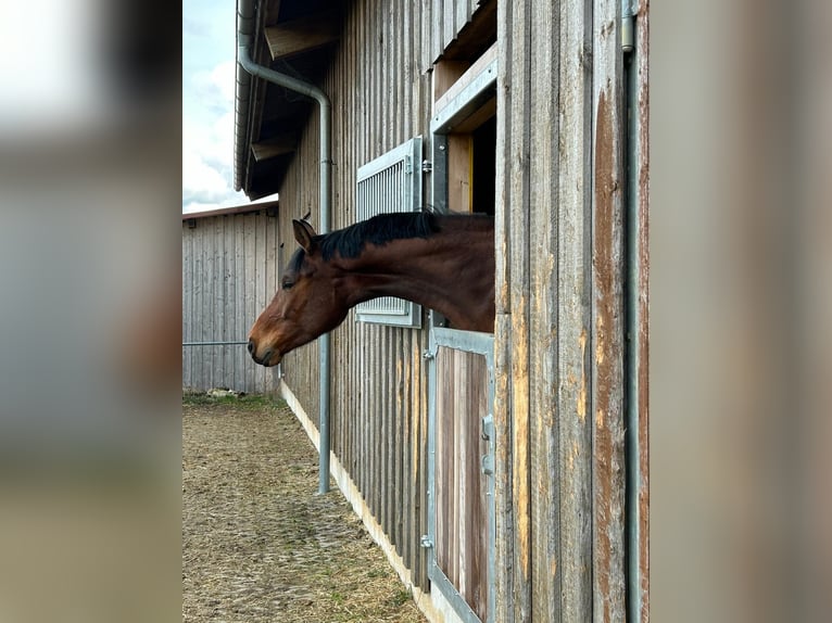 Niemiecki koń sportowy Wałach 4 lat 175 cm Gniada in Heuchlingen
