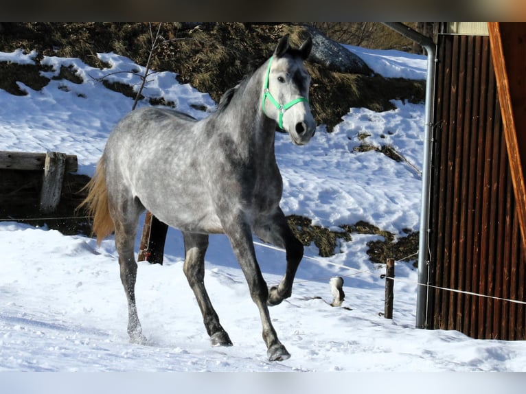 Niemiecki koń sportowy Wałach 5 lat 165 cm Siwa in Möderbrugg