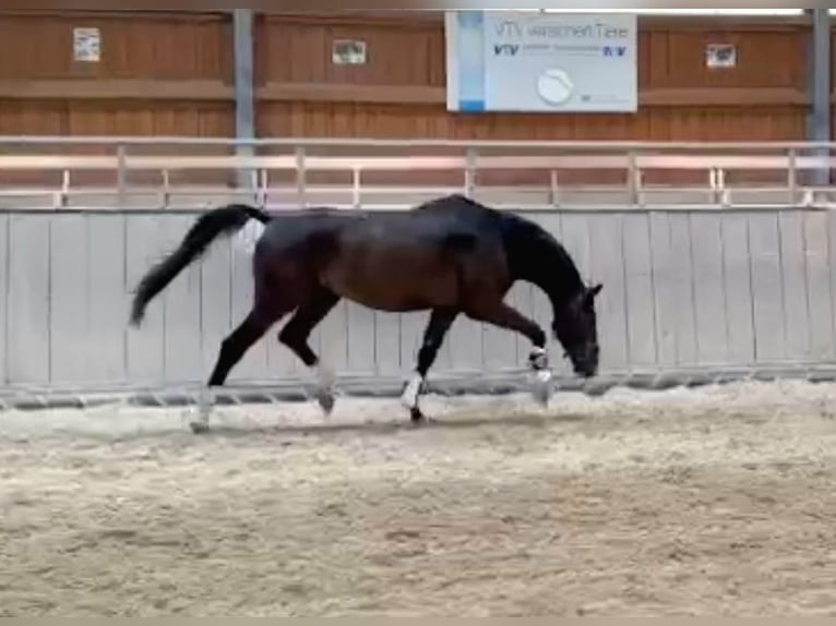 Niemiecki koń sportowy Wałach 5 lat 166 cm Gniada in Ilmenau