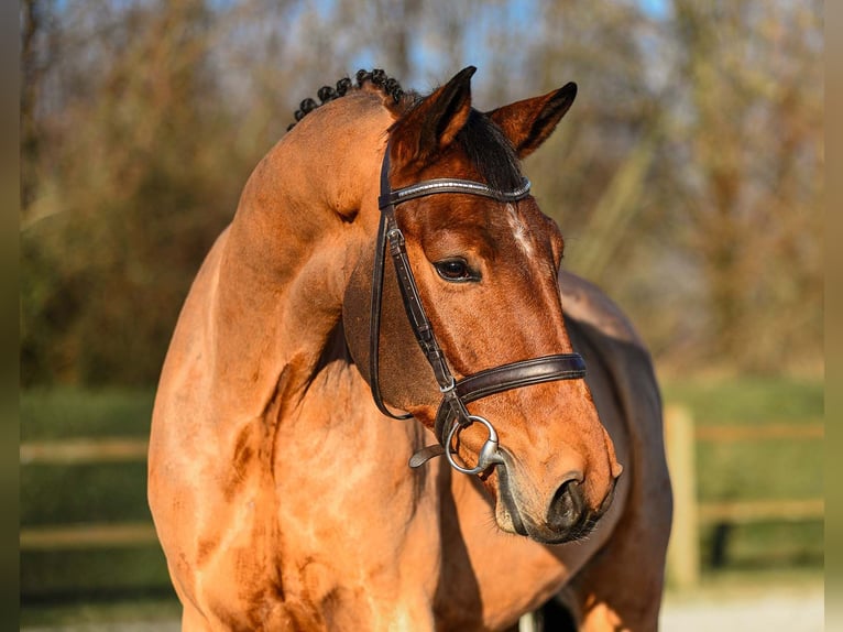 Niemiecki koń sportowy Wałach 5 lat 166 cm Gniada in Riedstadt