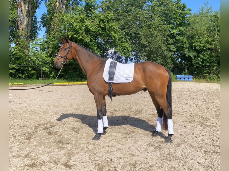 Niemiecki koń sportowy Wałach 5 lat 166 cm Gniada in Neustadt in Sachsen